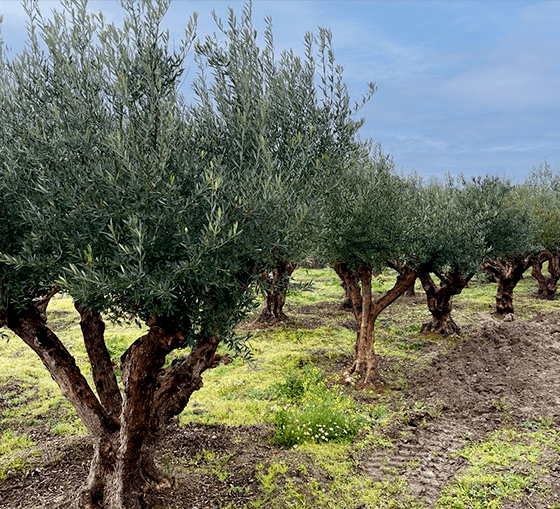 plantation d'oliviers